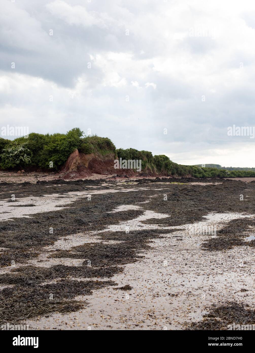 Strandlandschaft mit Algen Stockfoto