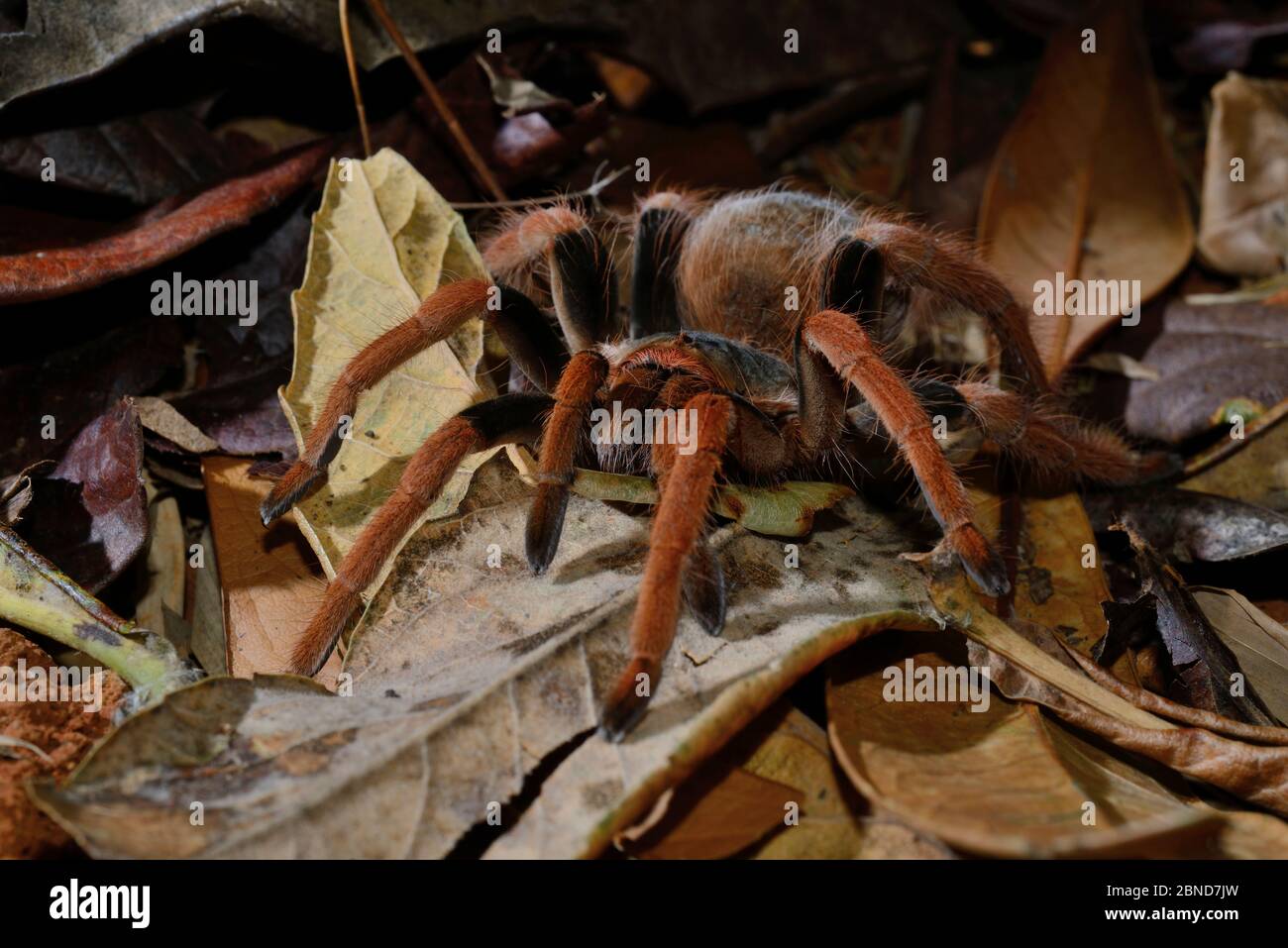 Kolumbianische Rotschenkel-Tarantula (Megaphobema robusta) gefangen, kommt in Kolumbien vor Stockfoto