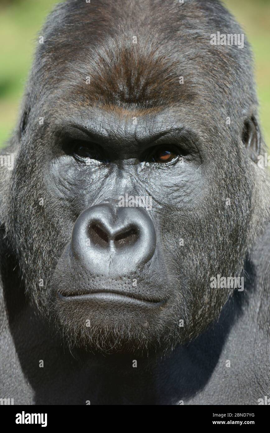 Westliches Flachland-Gorilla (Gorilla Gorilla Gorilla) männliches Kopfportrait, gefangen im Zoo, beheimatet in Westafrika. Stockfoto