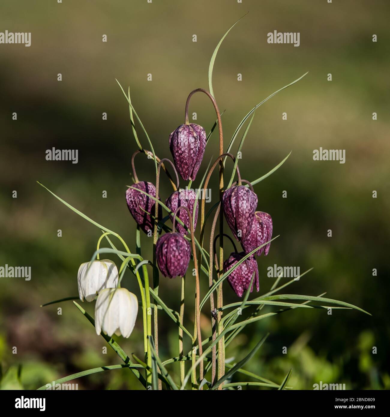 Die schöne Gruppe von Schlangenkopf (fritillaria meleagris) mit den rot karierten und weißen Blüten mit einem ruhigen grünen Hintergrund Stockfoto
