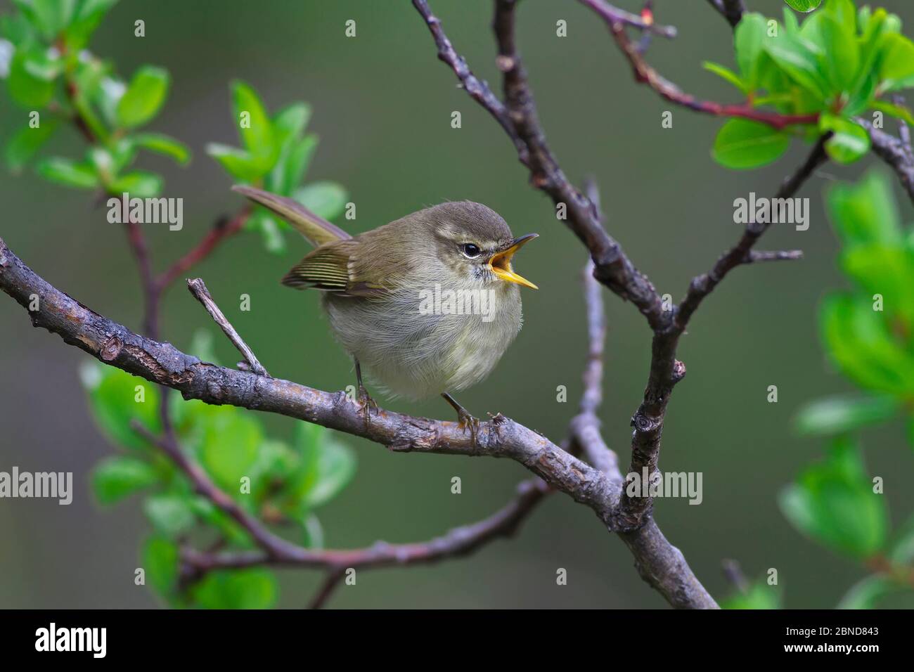 Grünlicher Waldsänger (Phylloscopus trochiloides), der auf Zweig ruft, Mount Namjagbarwa, Yarlung Zangbo Grand Canyon Nationalpark, Tibet, China. Stockfoto