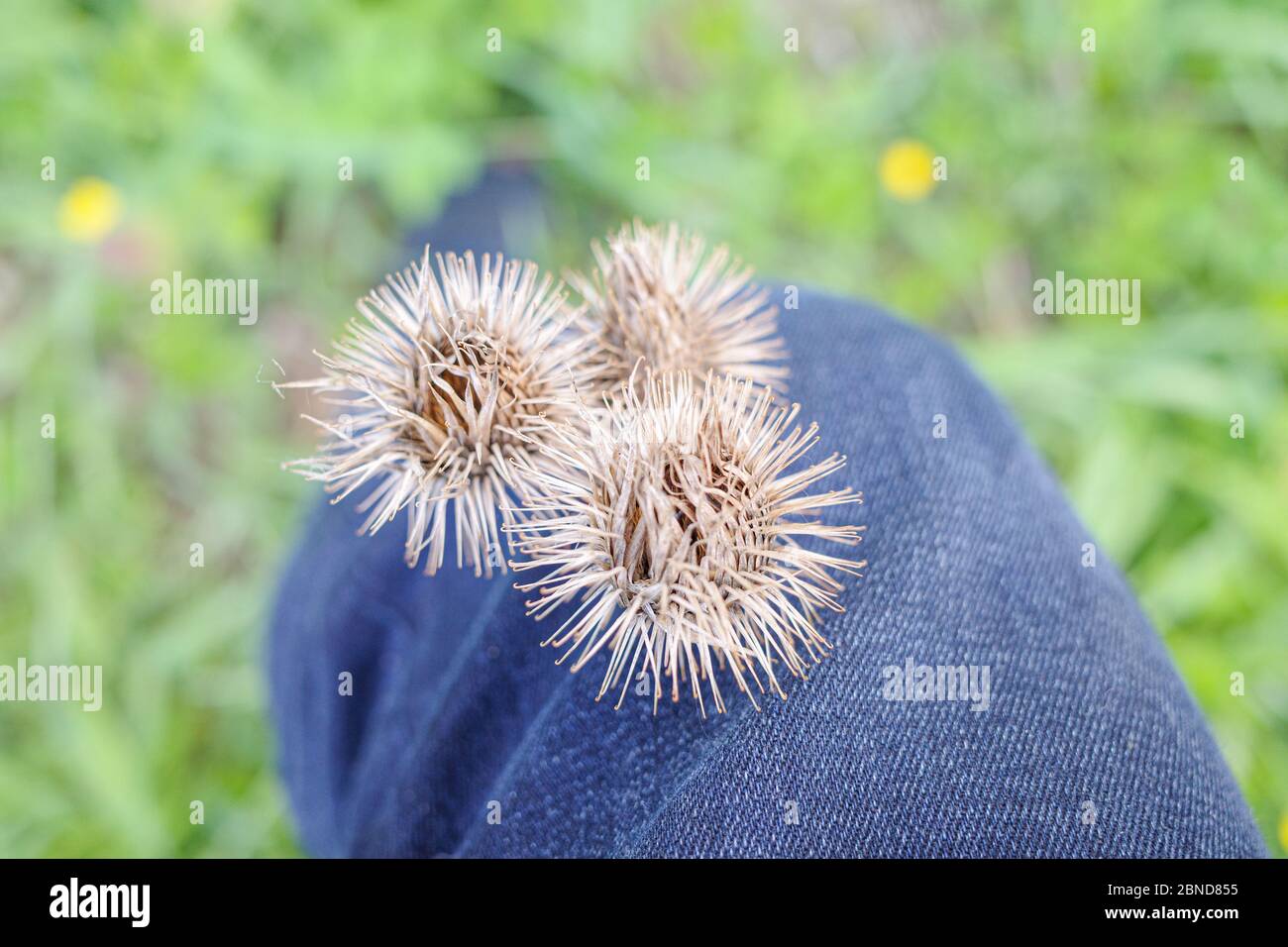 bio saatgut bienenweide BIO Saatgut Blumenmischung Bienenweide  Biogartenladen