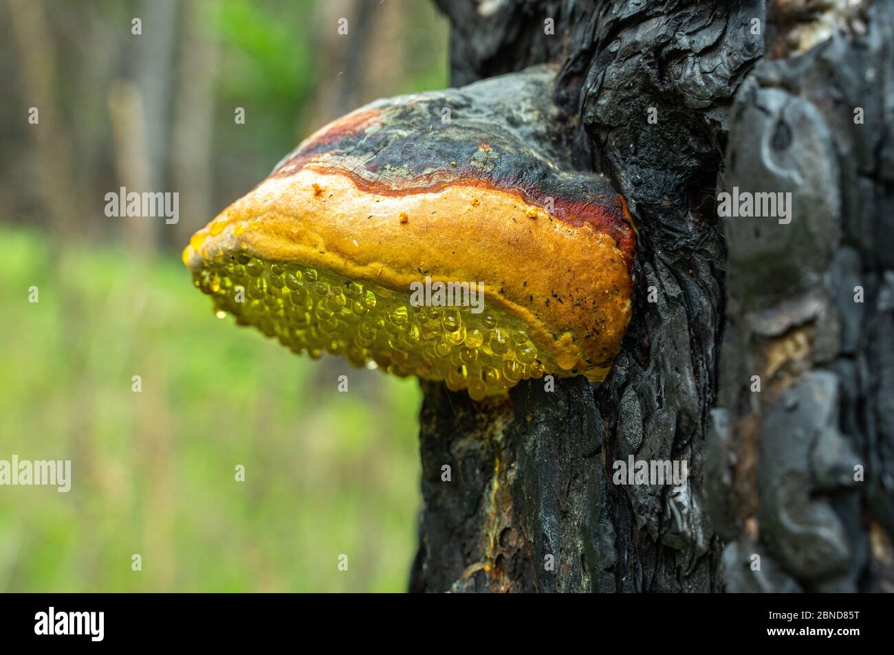 Pilz-Chaga und Tropfen Harz auf einem verbrannten Kiefernstamm Stockfoto