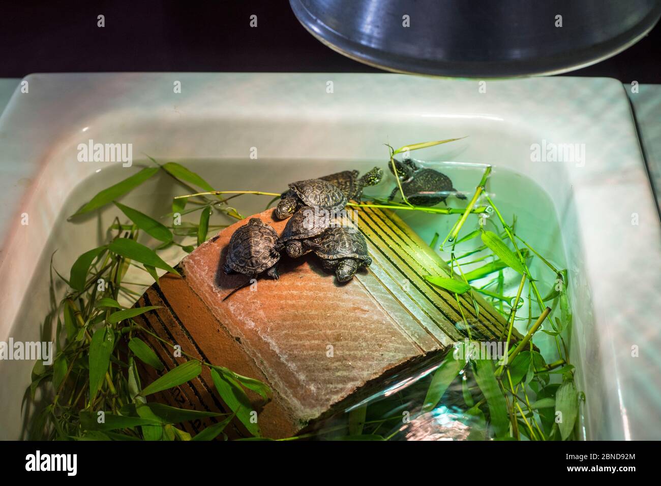 Europäische Teichschildkröten (Emys orbicularis), die unter heißer Lampe im Becken gehalten werden, bei Zuchtprogramm im Zoologischen Park Haute Touche, La Brenne, Indre, Stockfoto