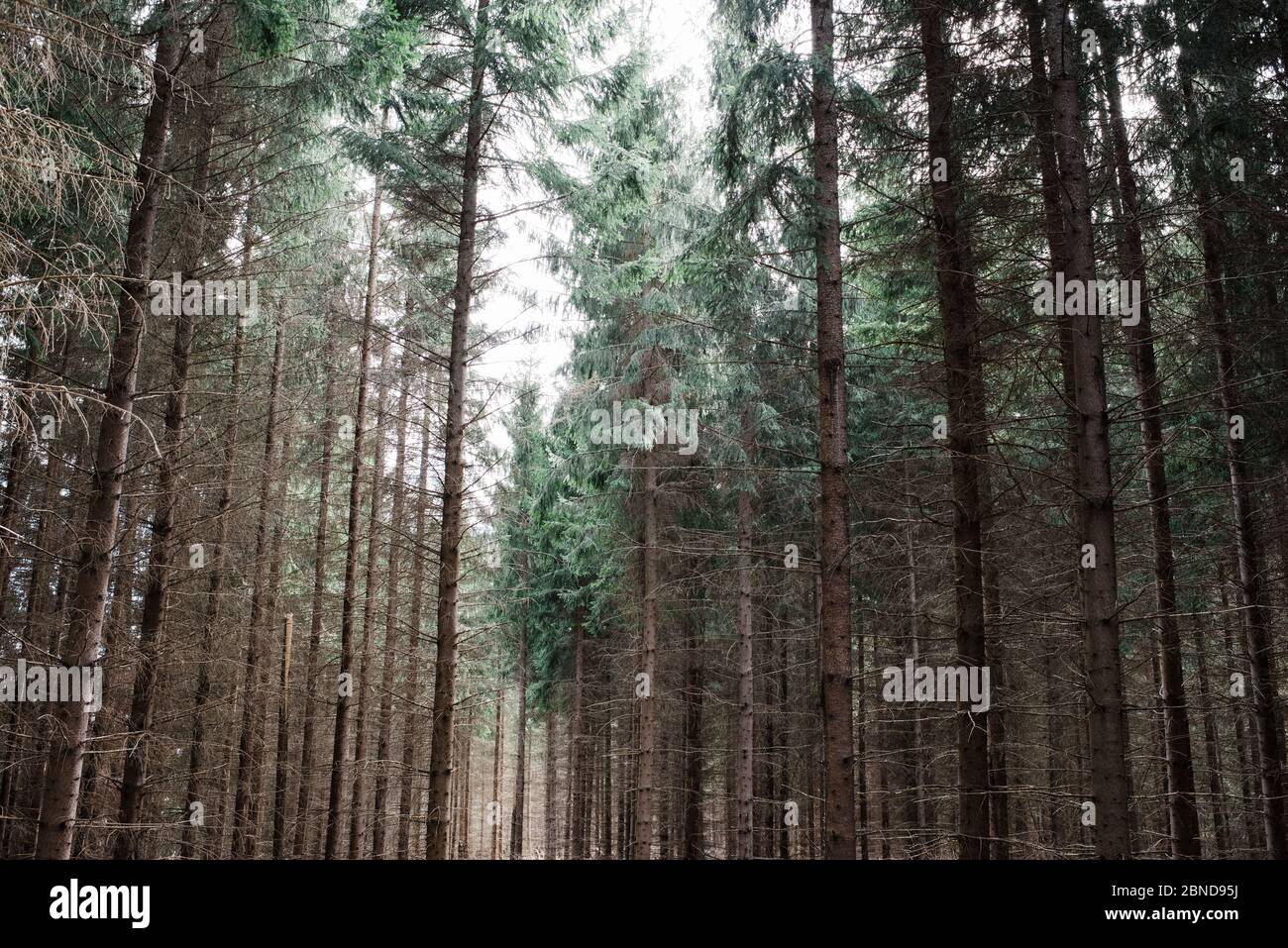 Linien von Kiefern in einem Wald in Schweden Stockfoto