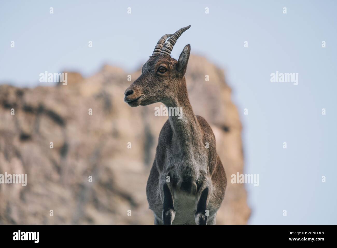 Close Portrait einer spanischen Bergziege, Spanischer Steinbock, in Sierra de Gredos, Avila, Spanien Stockfoto