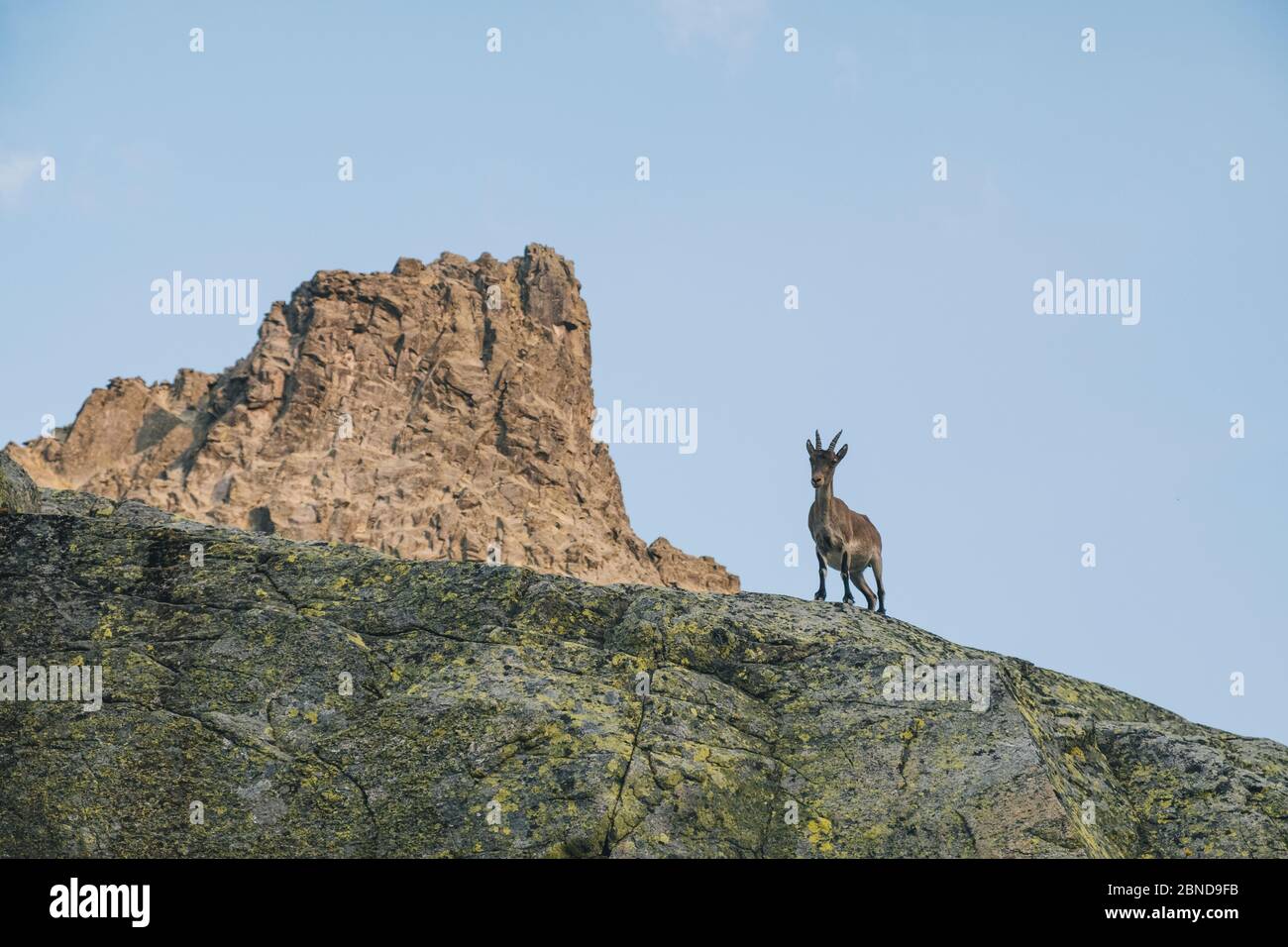 Spanische Bergziege, genannt Ibex, in Sierra de Gredos, Avila, Spanien Stockfoto