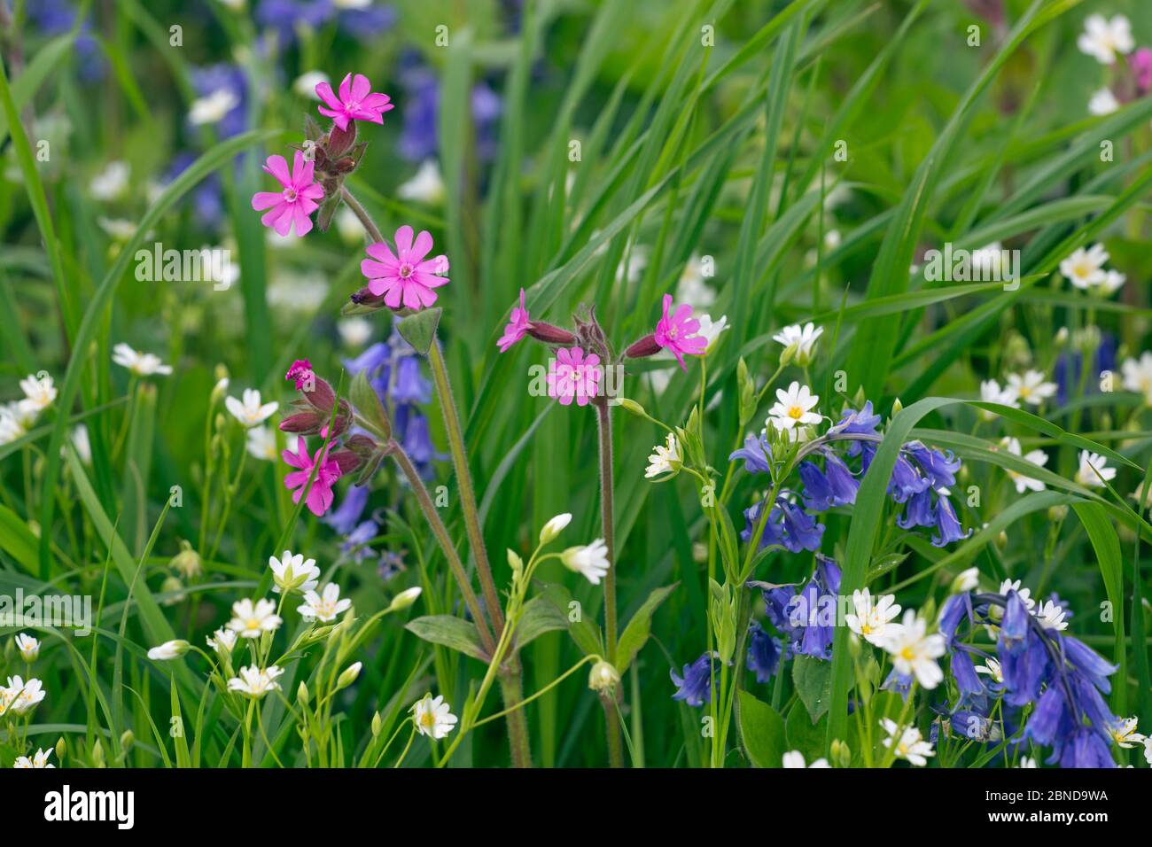 Blaubellen (Hyacinthoides non-scripta) rotblättriger (Silene dioica) Großstitchwort (Stellaria holostea) wächst an der Feldgrenze, Norfolk, England, Stockfoto