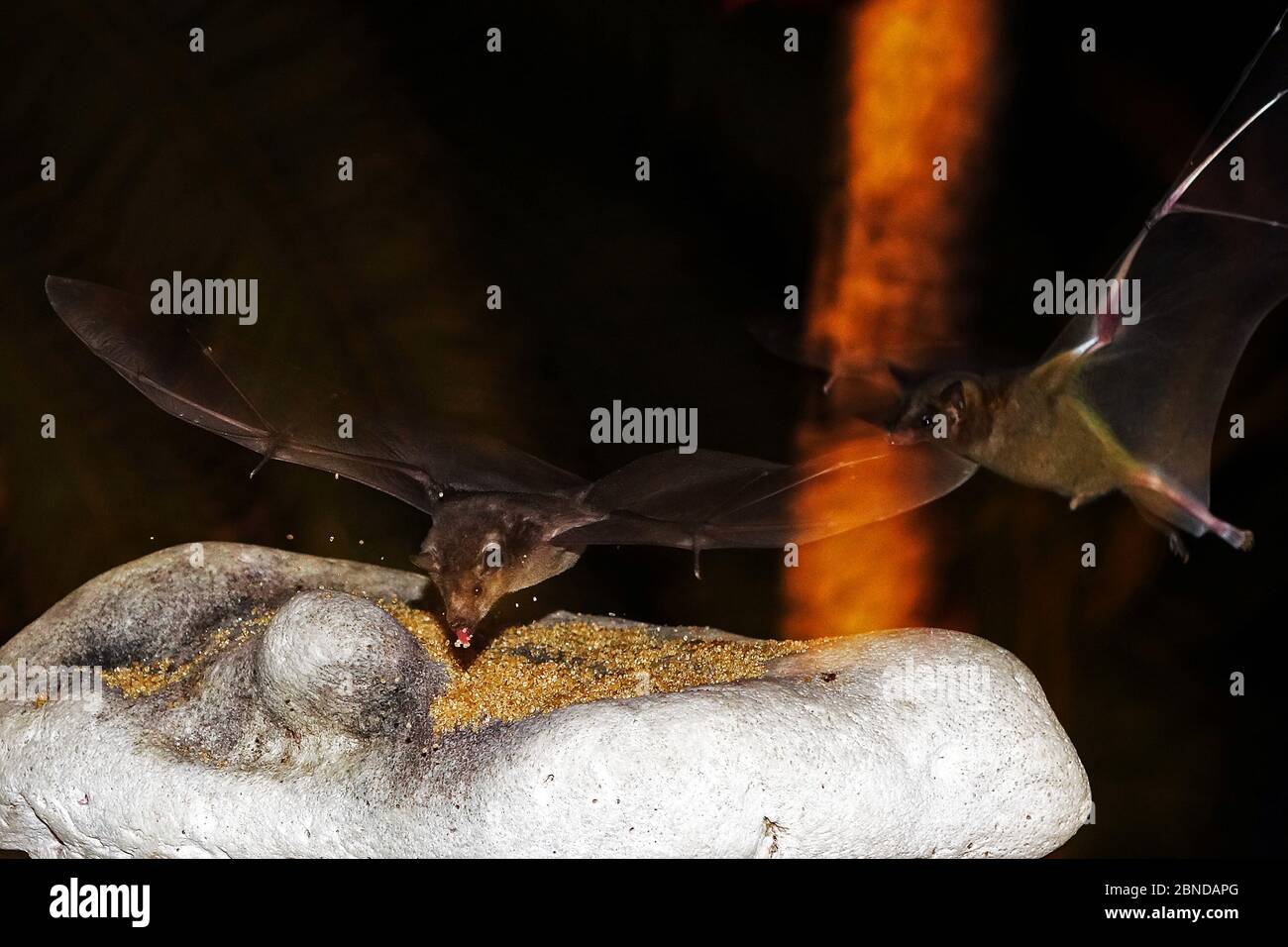 Fledermäuse fliegen und surching für Lebensmittel, Bonaire Insel, Karibik Stockfoto