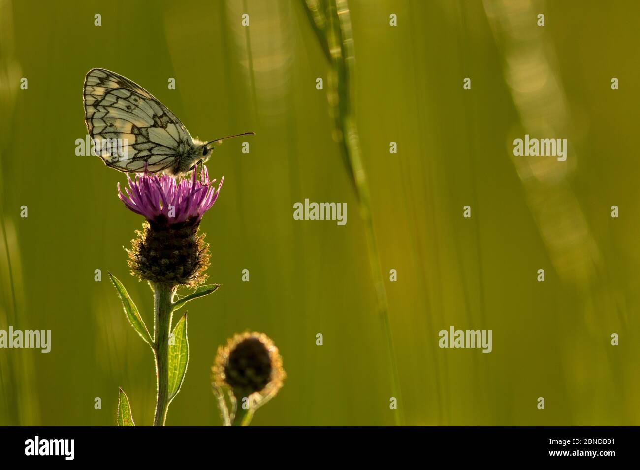 Marmorweiß (Melanargia galathea), gestrompelt, hinterleuchtet, Suffolk, England, Großbritannien, Juli. Stockfoto