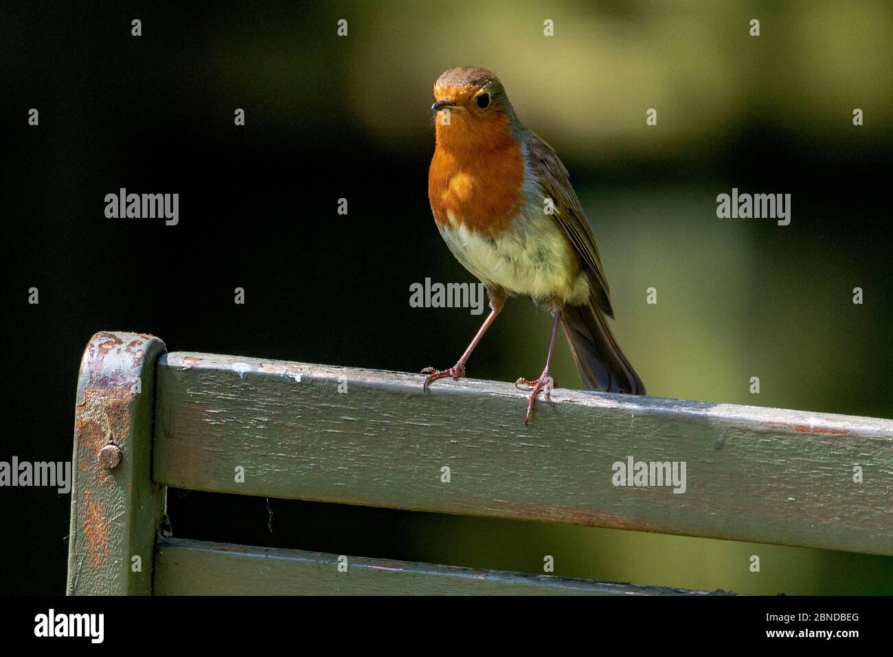 Robin Rotkehlchen auf einem Gartenstuhl. Stockfoto