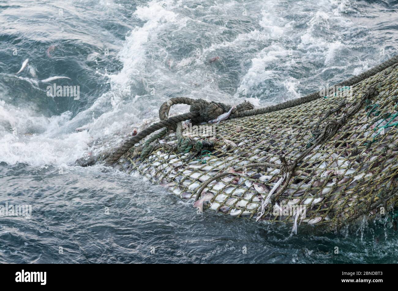 Draggernetz voll von Schellfisch (Melanogrammus aeglefinus) und Dogfish (Squalidae) in Boot gezogen, Georges Bank, Massachusetts, New England, USA, M Stockfoto