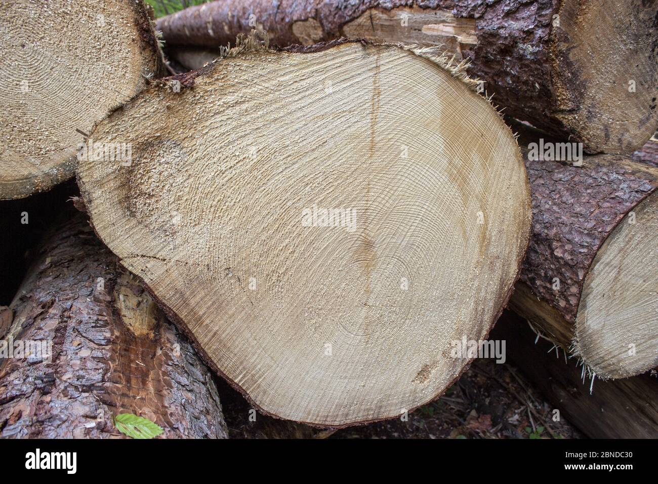 Detail der Jahresringe eines geschnittenen Baumes. Baumstämme übereinander im Wald gestapelt. Stockfoto