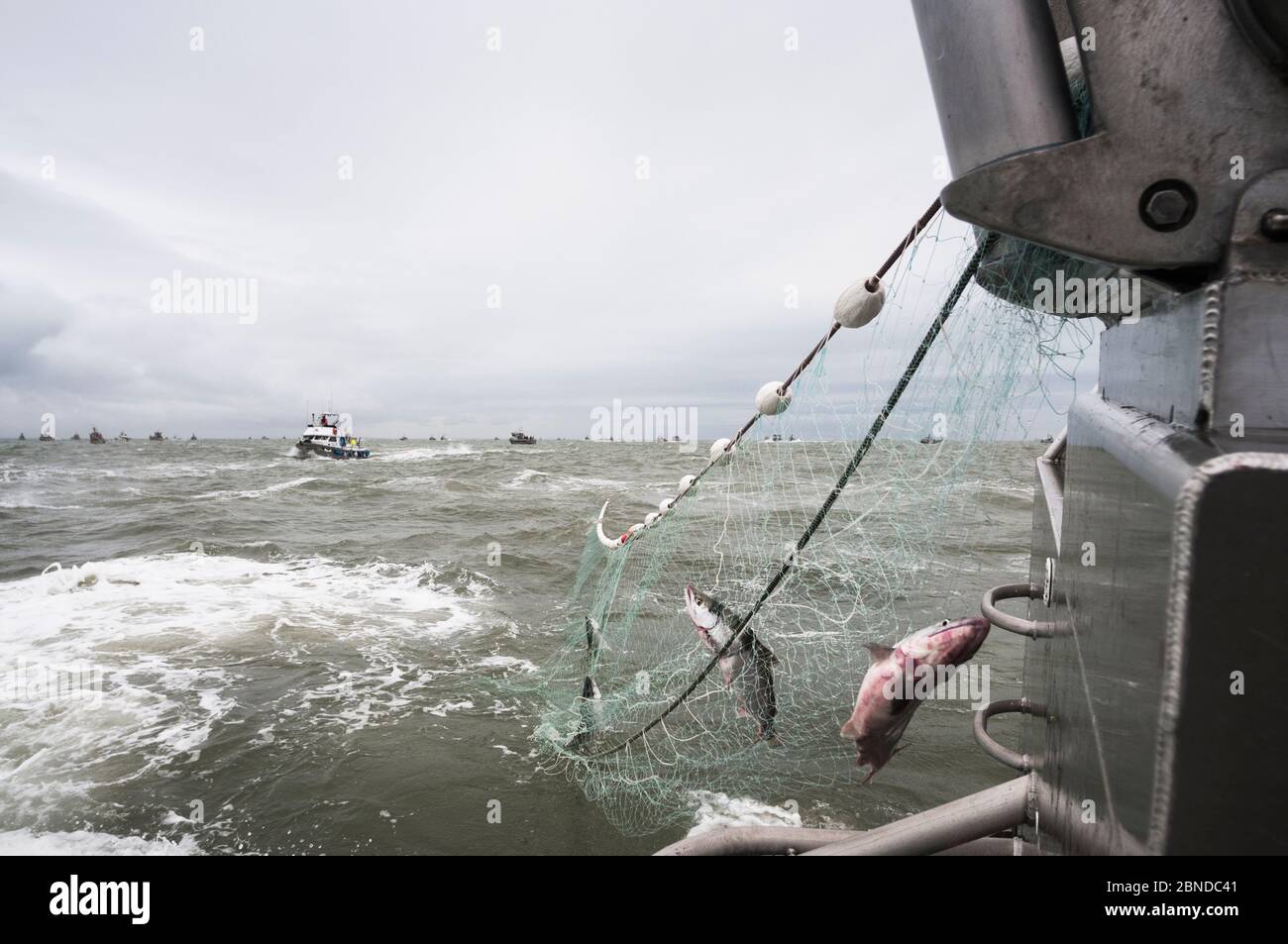 Lachs (Oncorhynchus nerka), der im Juli 2015 aus dem Netz, Bristol Bay, Alaska, USA, ins Boot gezogen wurde Stockfoto