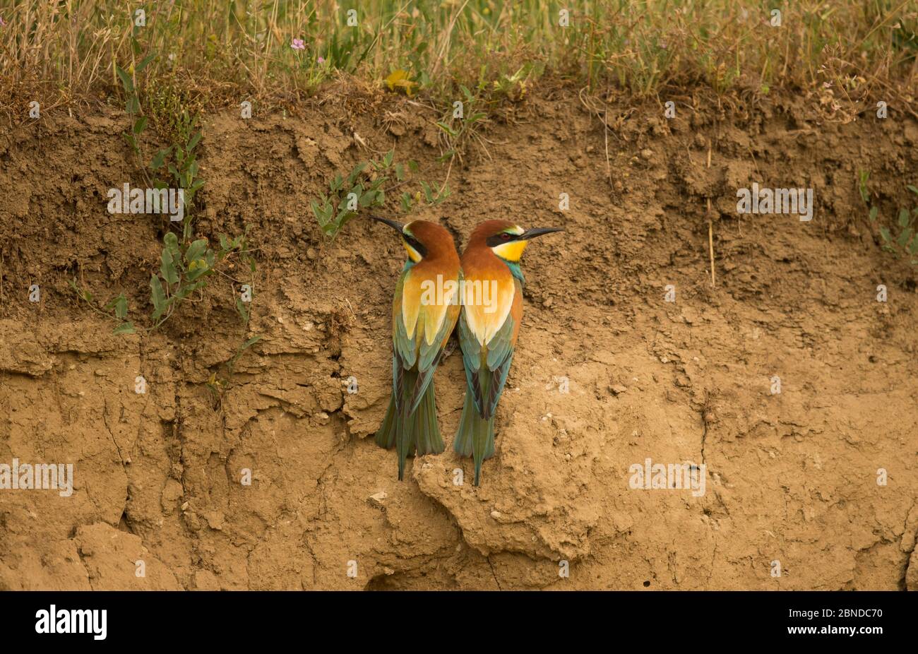 Europäisches Bienenfresser (Merops apiaster)-Paar am Flussufer, Ungarn, Mai. Stockfoto