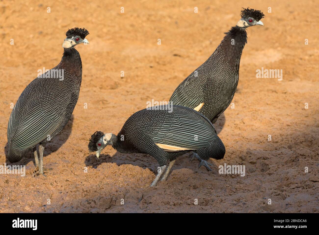Crested Guineafowl (Guttera pucherani), Mkhuze Wildresewrve, KwaZulu-Natal, Südafrika, Juni Stockfoto