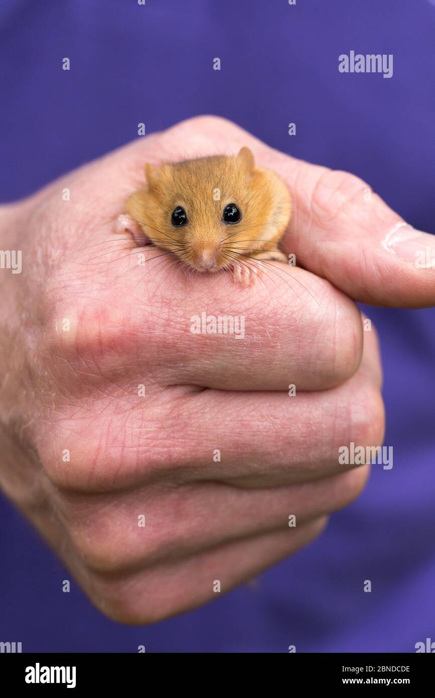 Haseldormaus (Muscardinus avellanarius), in der Hand des Forschers, Nottinghamshire, Großbritannien, Juni Stockfoto