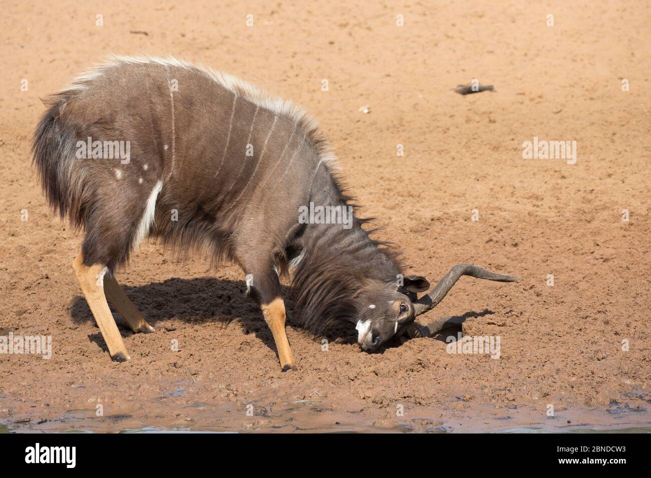 Nyala (Tragelaphus angasii), Bullenraub, Mkhuze Game Reserve, KwaZulu-Natal, Südafrika, Juni Stockfoto