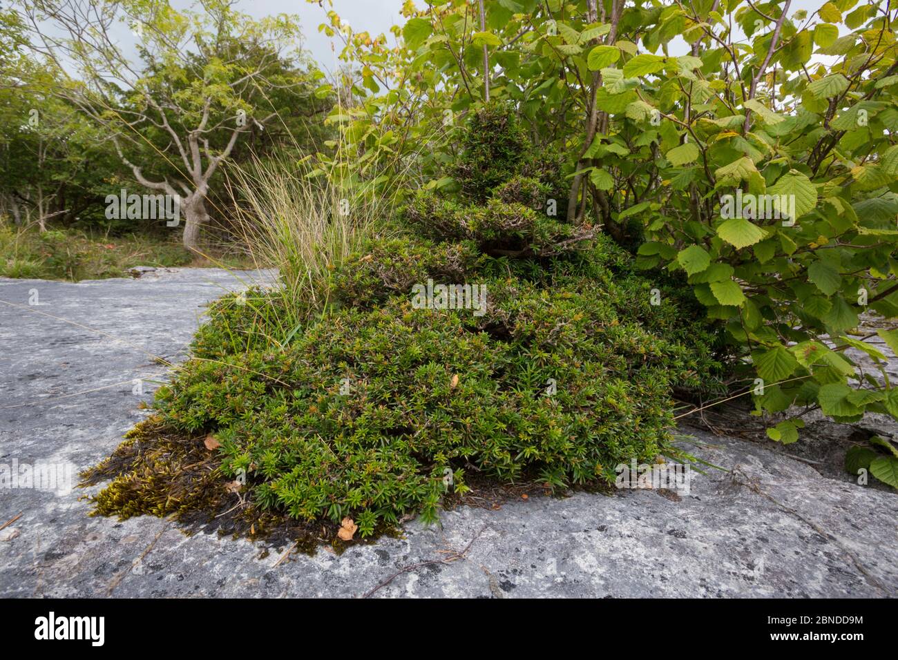 Verkümmerte Eibe (Taxus baccata) und Hazel (Corylus avellana) Bäume wachsen in Kalkstein Pflaster Gryke, Gait Barrows National Nature Reserve, Lancashire, Stockfoto