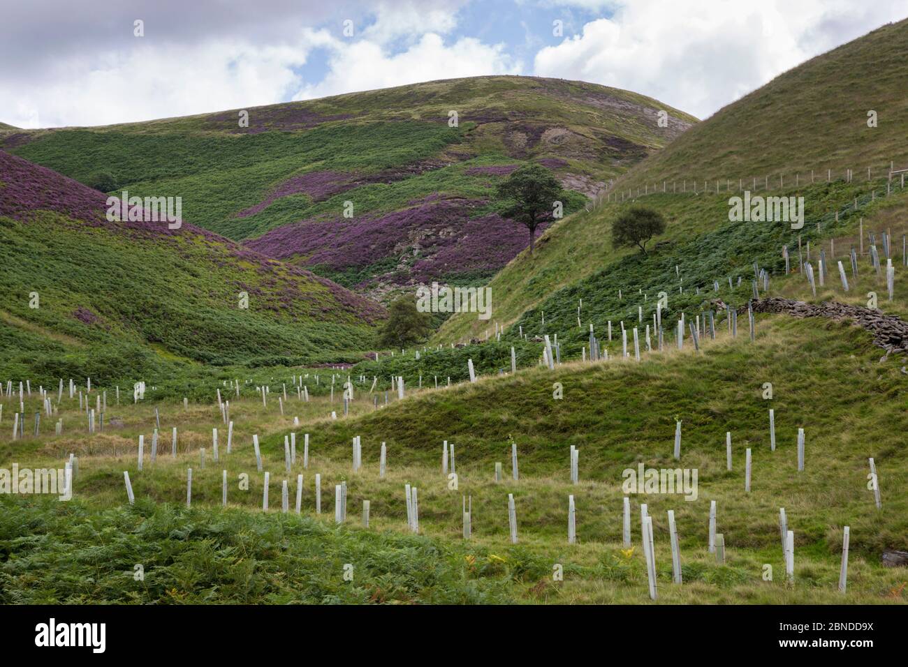 Native Baumpflanzung in der Moosbeere Clough, Howden Mauren. Nationalpark Peak District, Derbyshire, UK. August 2015. Stockfoto