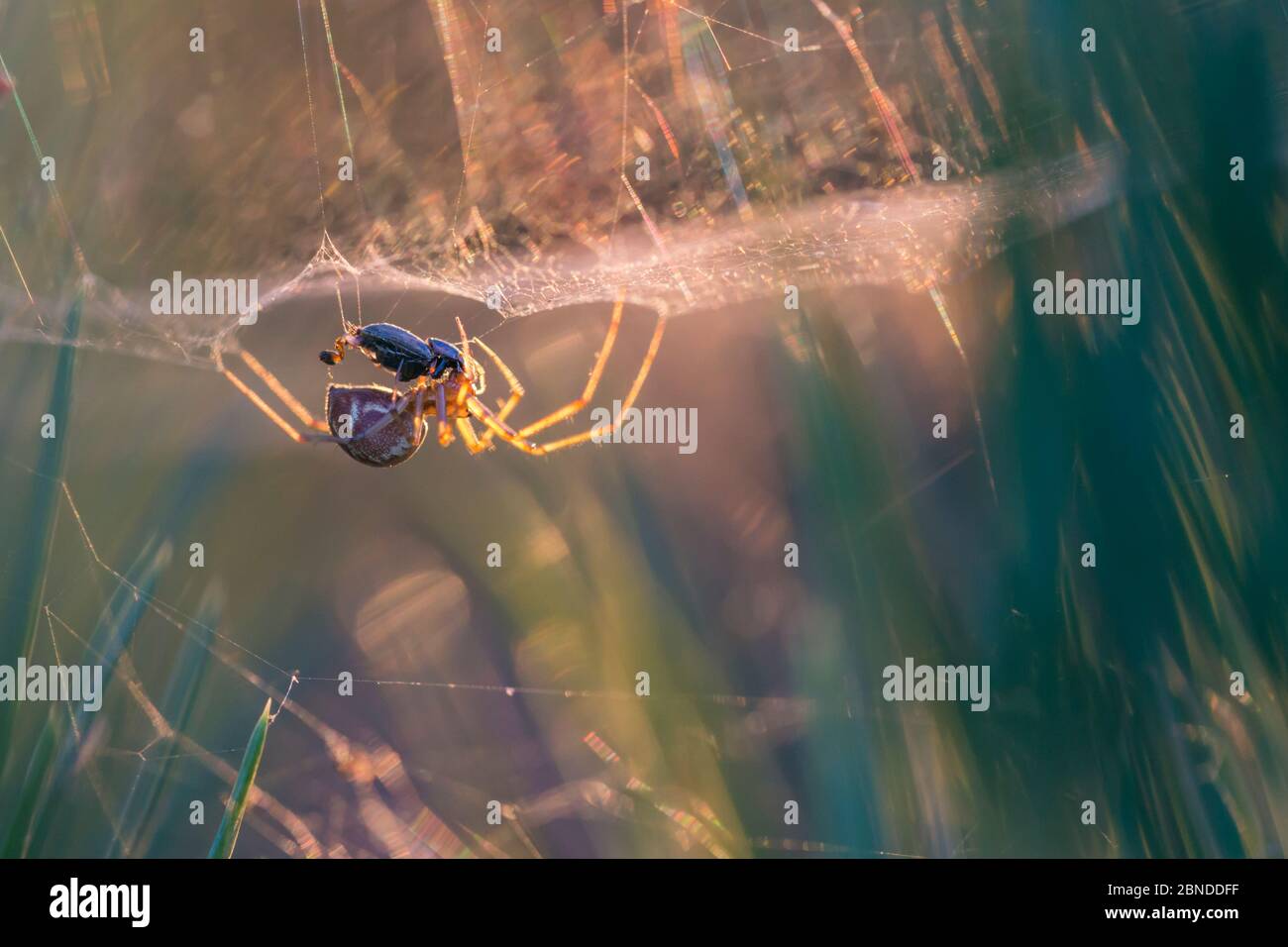 Geldspinne (Linyphiidae) in ihrem Blattgewebe, die einen Käfer fressen, bei Sonnenuntergang hinterleuchtet. Thursley Common National Nature Reserve, Surrey, Großbritannien. Oktober. Stockfoto