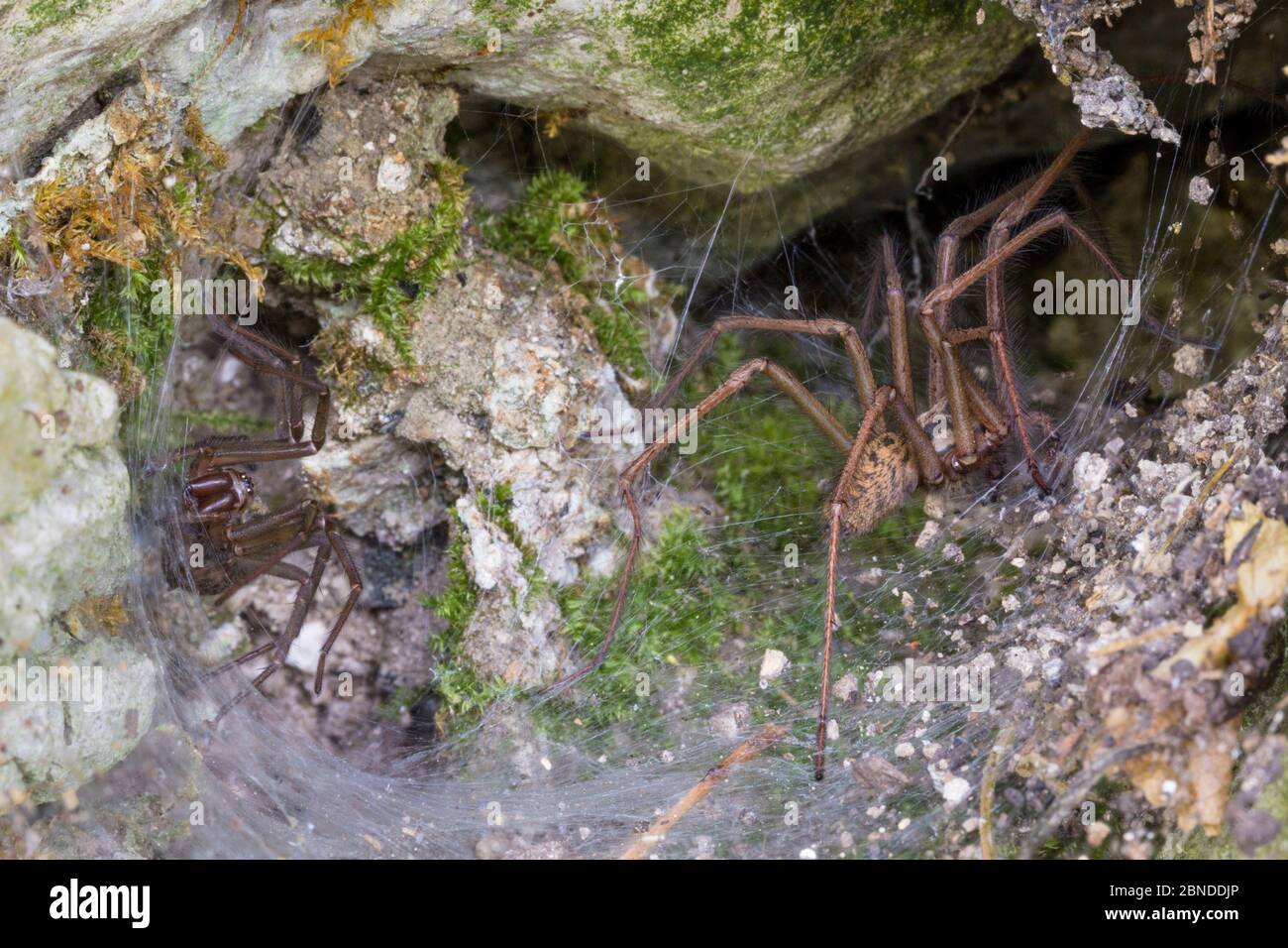 Hausspinnen (Tegenaria sp.) männlich (rechts) und weiblich (links) auf Blattgewebe in Trockensteinmauer. Derbyshire, Großbritannien. August. Stockfoto