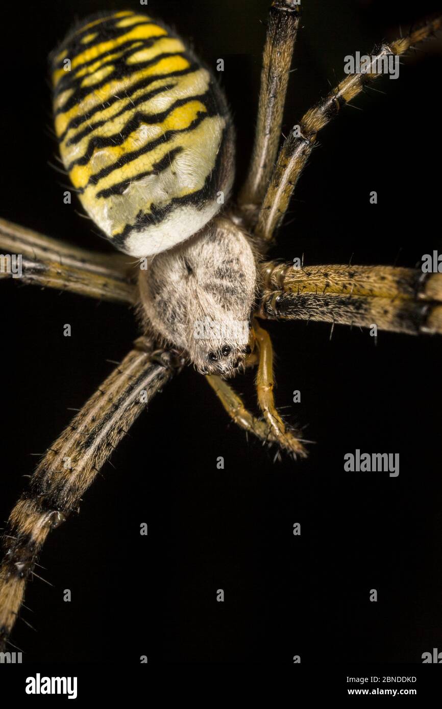 Wespenspinne (Argiope bruennichi) weiblich, Dorset, Großbritannien. August. Invasive Arten. Stockfoto