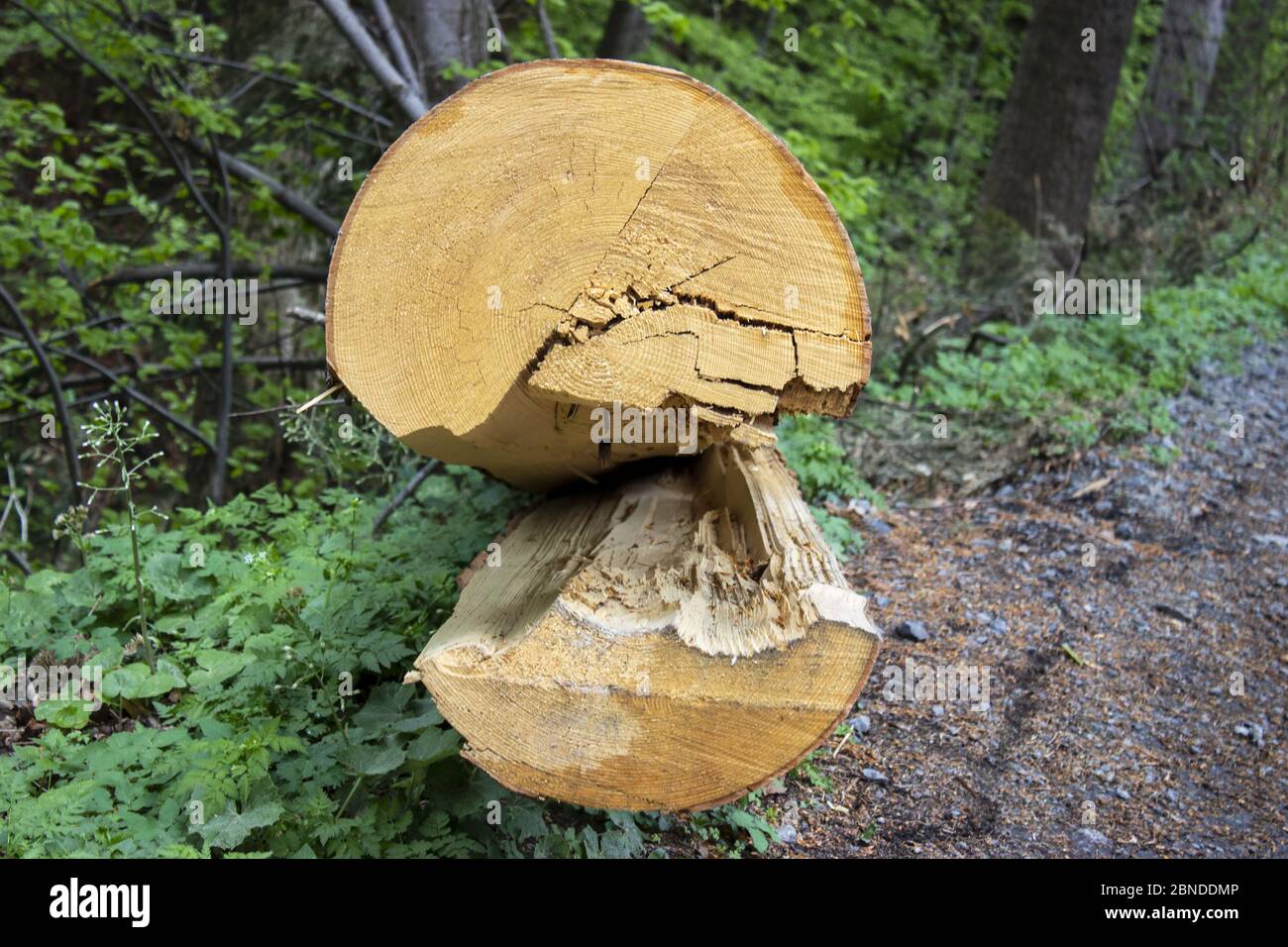 Detail der Jahresringe eines geschnittenen und abgebrochtenen Baumstammes Stockfoto