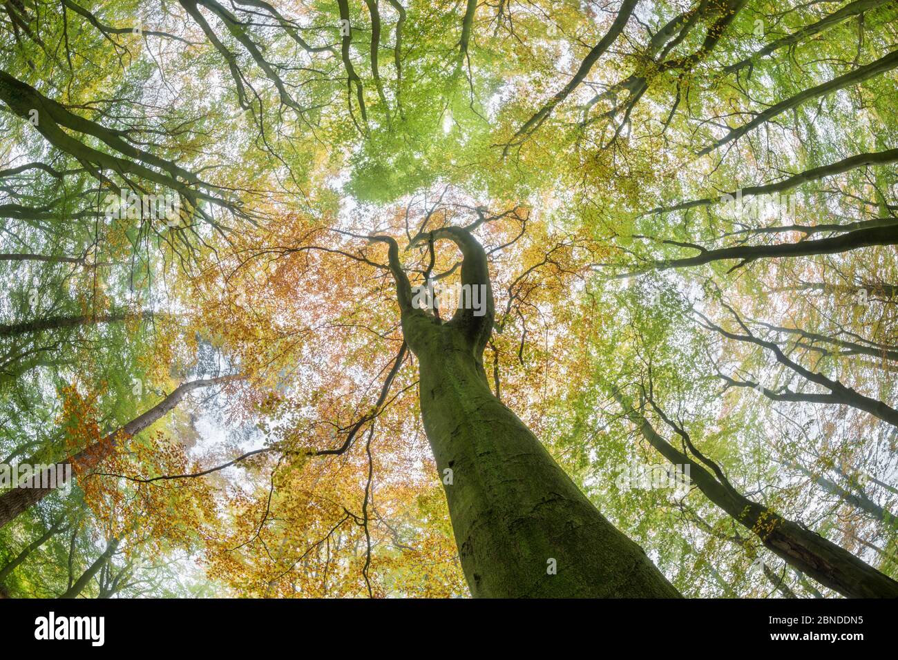 Blick nach oben auf den Buchenwald (Fagus sylvatica). Derbyshire, Großbritannien. Oktober. Stockfoto