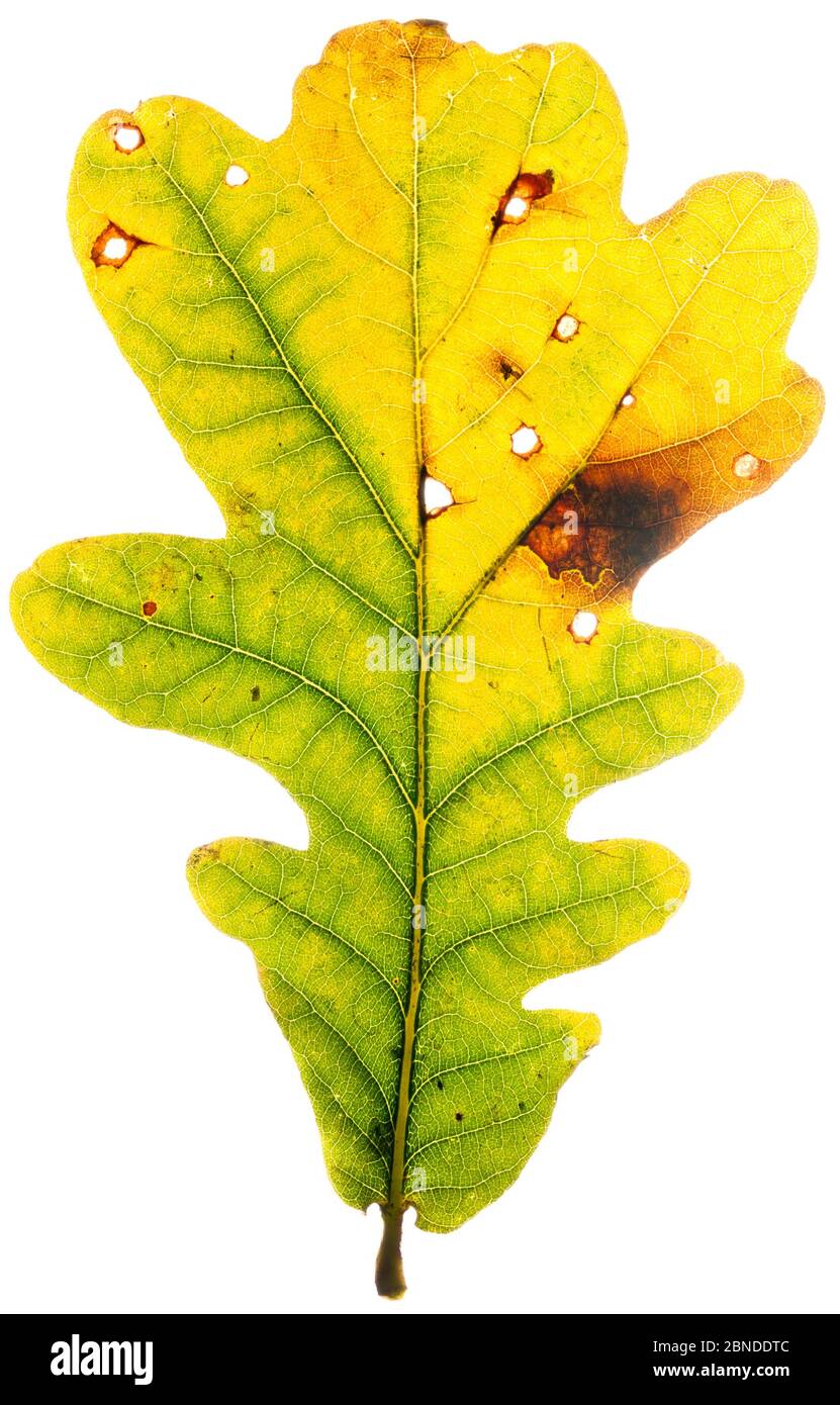 Blattstieleiche (Quercus robur) Herbstblatt im Feldstudio, Angus, Schottland, Großbritannien. November Meetyourneighbors.net Projekt Stockfoto