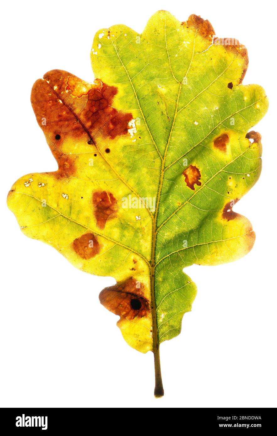 Blattstieleiche (Quercus robur) Herbstblatt im Feldstudio, Angus, Schottland, Großbritannien. November Meetyourneighbors.net Projekt Stockfoto