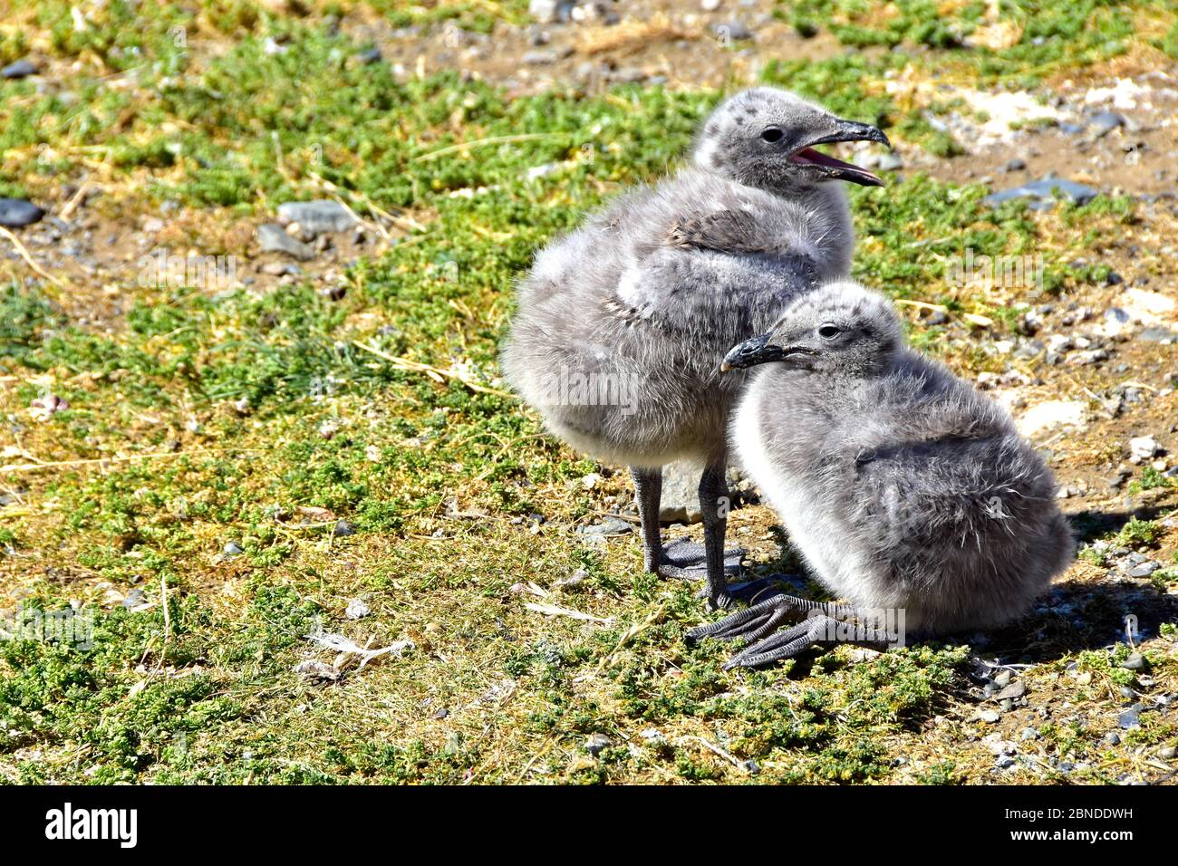 Zwei Kelp Möwenküken auf der Tundra auf der Insel Magdalena, Punta Arenas, Chile. Diese Insel ist bekannt für Pinguine, aber die Möwen nisten auch. Stockfoto
