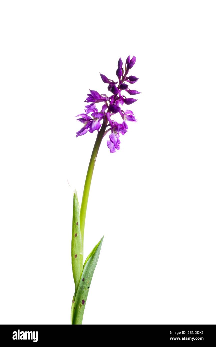 Frühe violette Orchidee (Orchis mascula) Blumen, Burgund, Frankreich, April. Meetyourneighbors.net Projekt Stockfoto