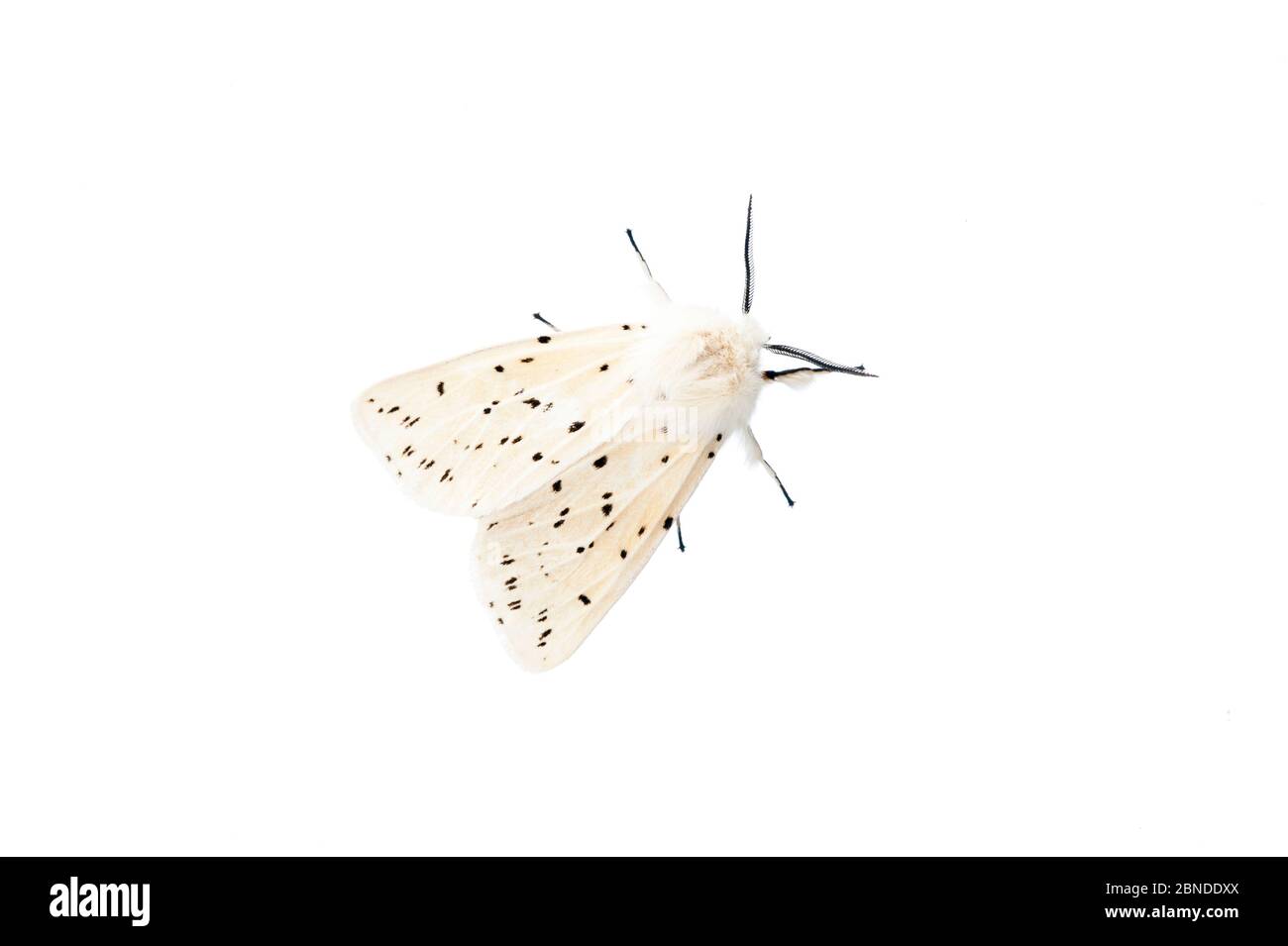 Weißer Hermelmotte (Spilosoma lubricipeda) Schottland, Großbritannien, Juni. Meetyourneighbors.net Projekt Stockfoto