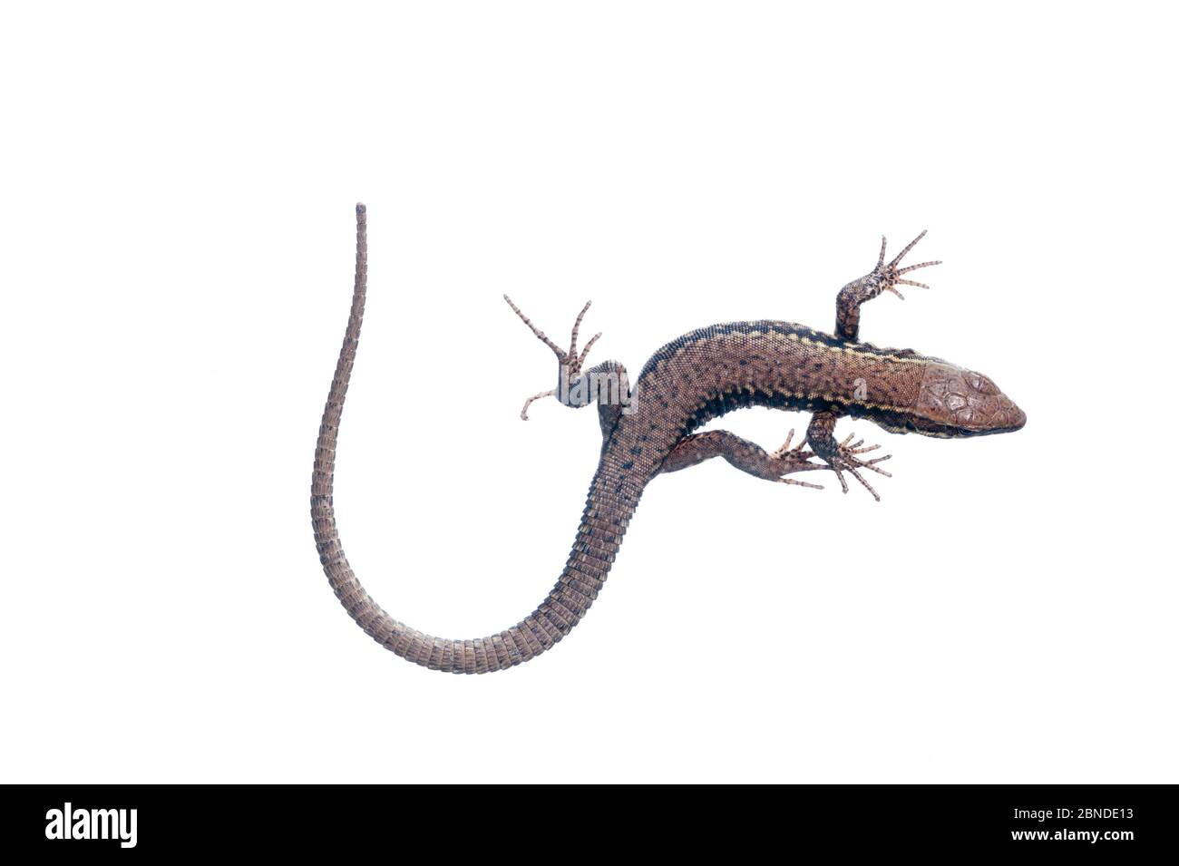 Mauereidechse (Podarcis muralis) Burgund, Frankreich, April. Meetyourneighbors.net Projekt Stockfoto