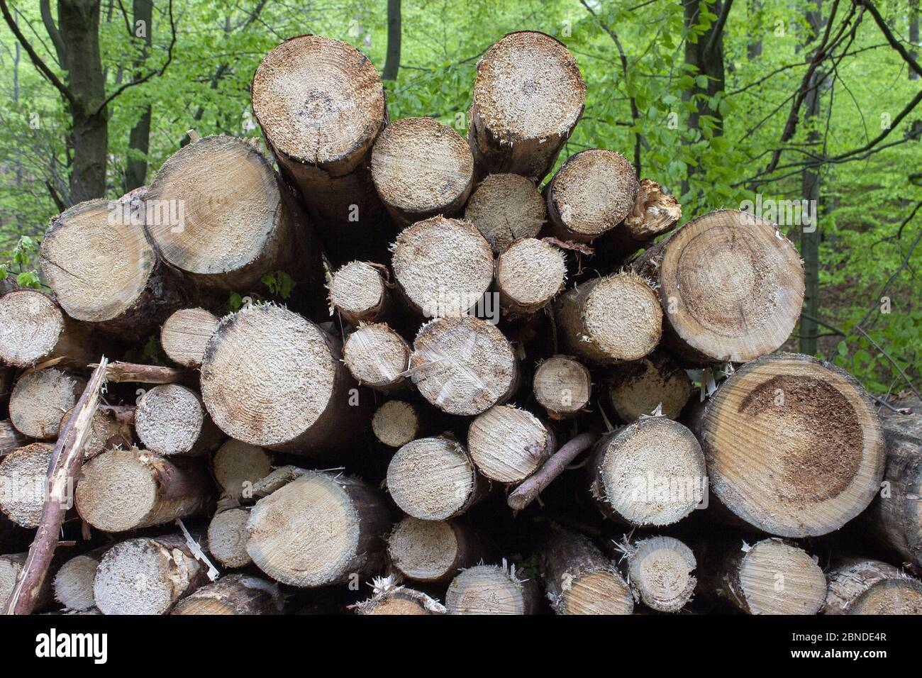 Baumstämme übereinander im Wald gestapelt. Stockfoto