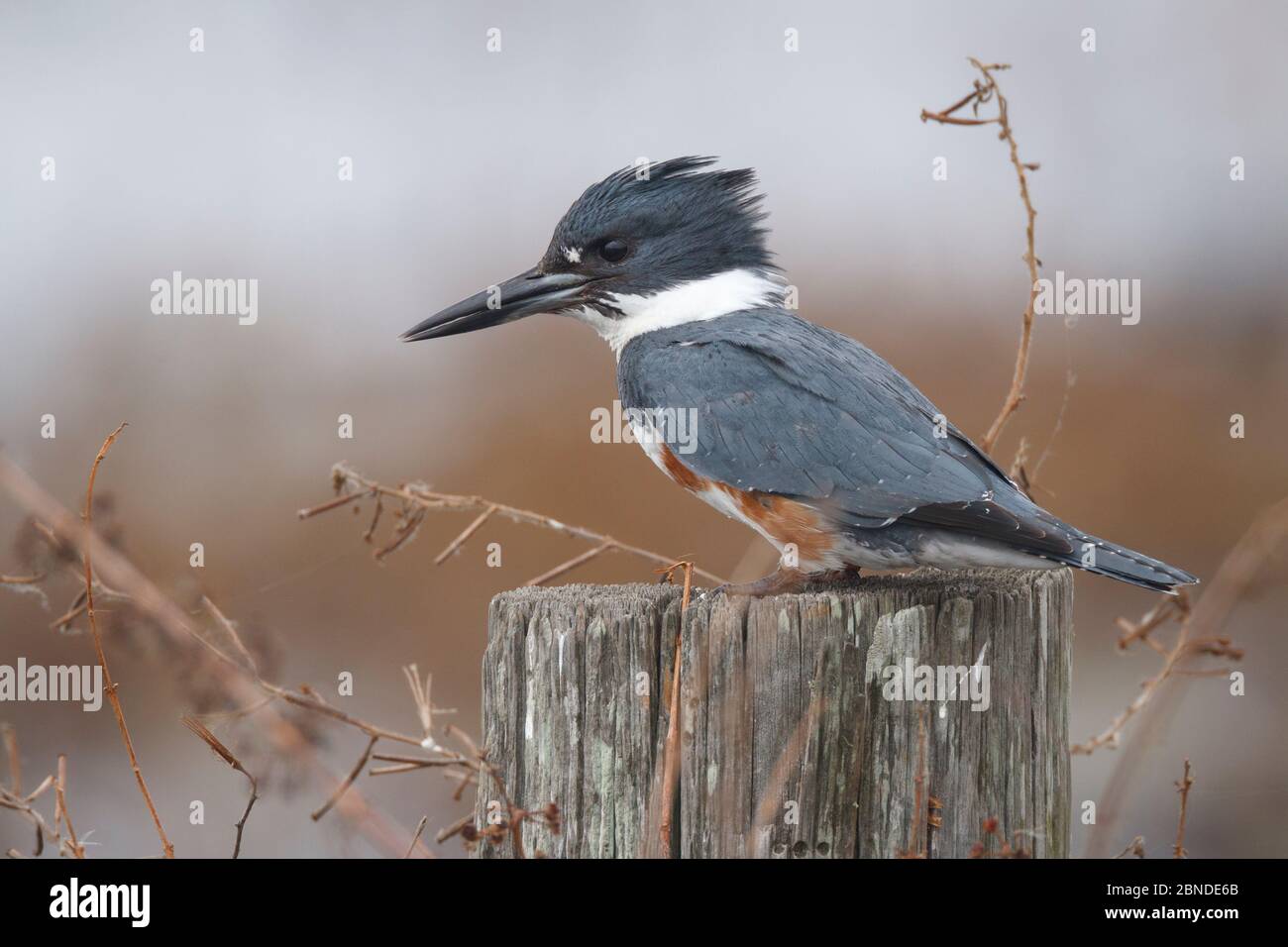 Eisvogel (Ceryle alcyon) weiblich, Lacassine National Wildlife Refuge, Louisiana, USA. Dezember. Stockfoto