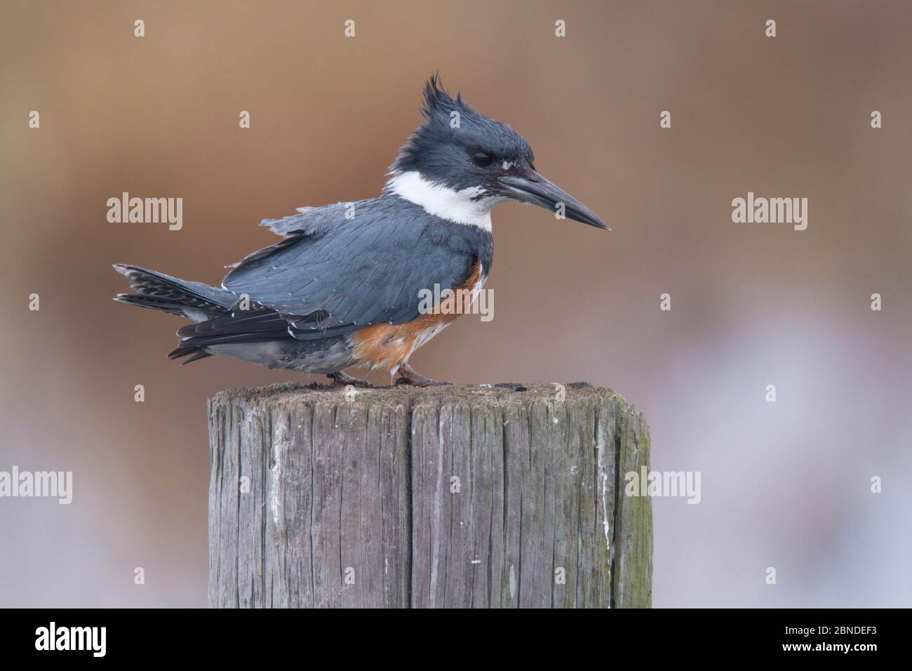 Eisvogel (Ceryle alcyon) weiblich, Lacassine National Wildlife Refuge, Louisiana, USA. Dezember. Stockfoto