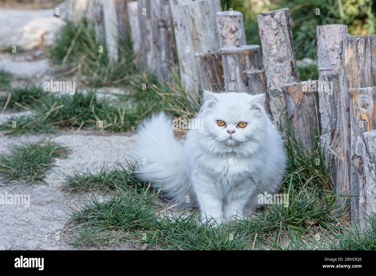 Persisch ist eine Katze aus dem persischen oder iranischen Katzen wurden in Ländern in Europa und Amerika für fast hundert Jahre gefüttert. Stockfoto