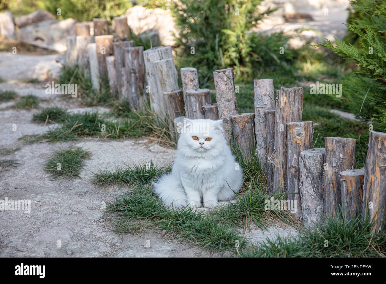 Persisch ist eine Katze aus dem persischen oder iranischen Katzen wurden in Ländern in Europa und Amerika für fast hundert Jahre gefüttert. Stockfoto