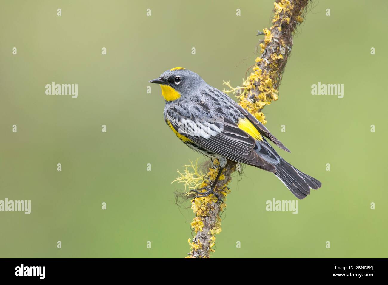 Gelbrötenwaldsänger (Dendroica coronata) im Zuchtgefieder. Kittitas County, Washington, USA, Mai. Stockfoto