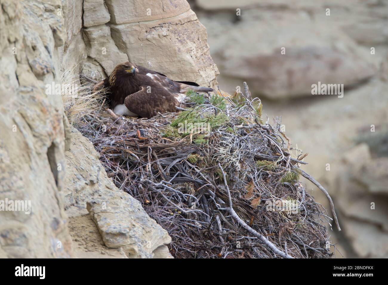 Steinadler (Aquila chrysaetos) brütet ein Küken auf seinem Nest. Sublette County, Wyoming, USA. Mai. Stockfoto