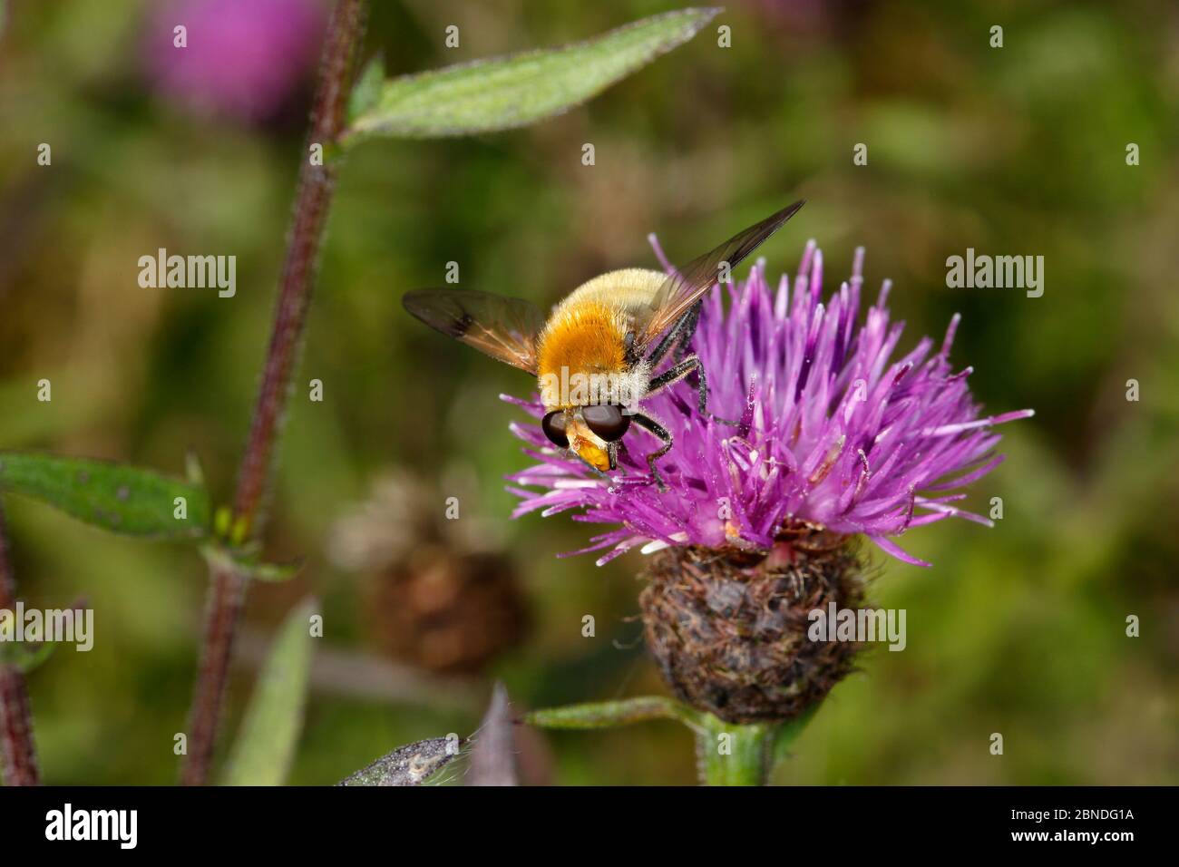 Schwebefliegen (Sericomyia superbens) Fütterung von Knapweed (Centaurea nigra) am Waldrand, Nord Wales, Großbritannien, September. Stockfoto