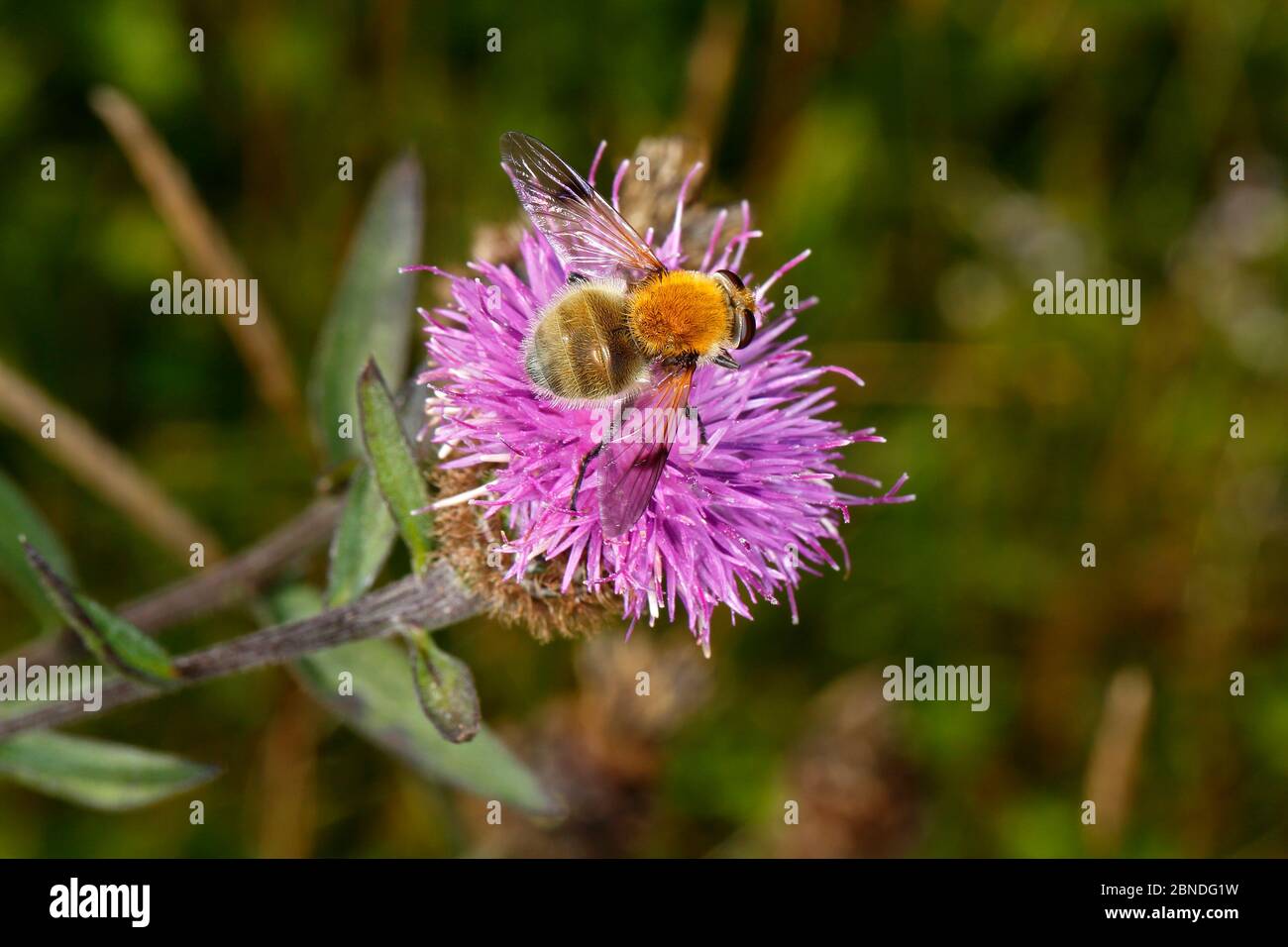 Schwebefliegen (Sericomyia superbens) Fütterung von Knapweed (Centaurea nigra) am Waldrand, Nord Wales, Großbritannien, September. Stockfoto