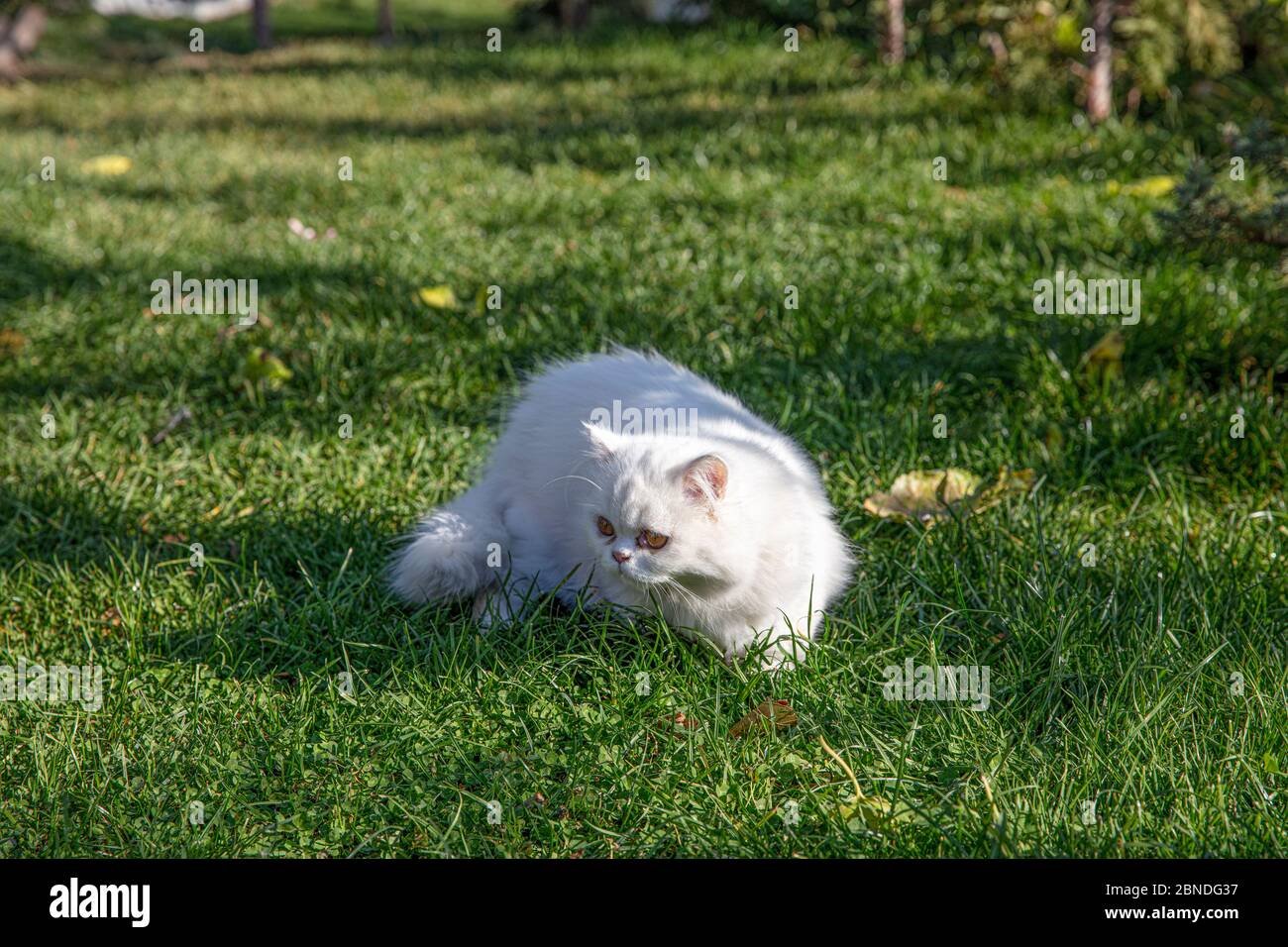 Persisch ist eine Katze aus dem persischen oder iranischen Katzen wurden in Ländern in Europa und Amerika für fast hundert Jahre gefüttert. Stockfoto