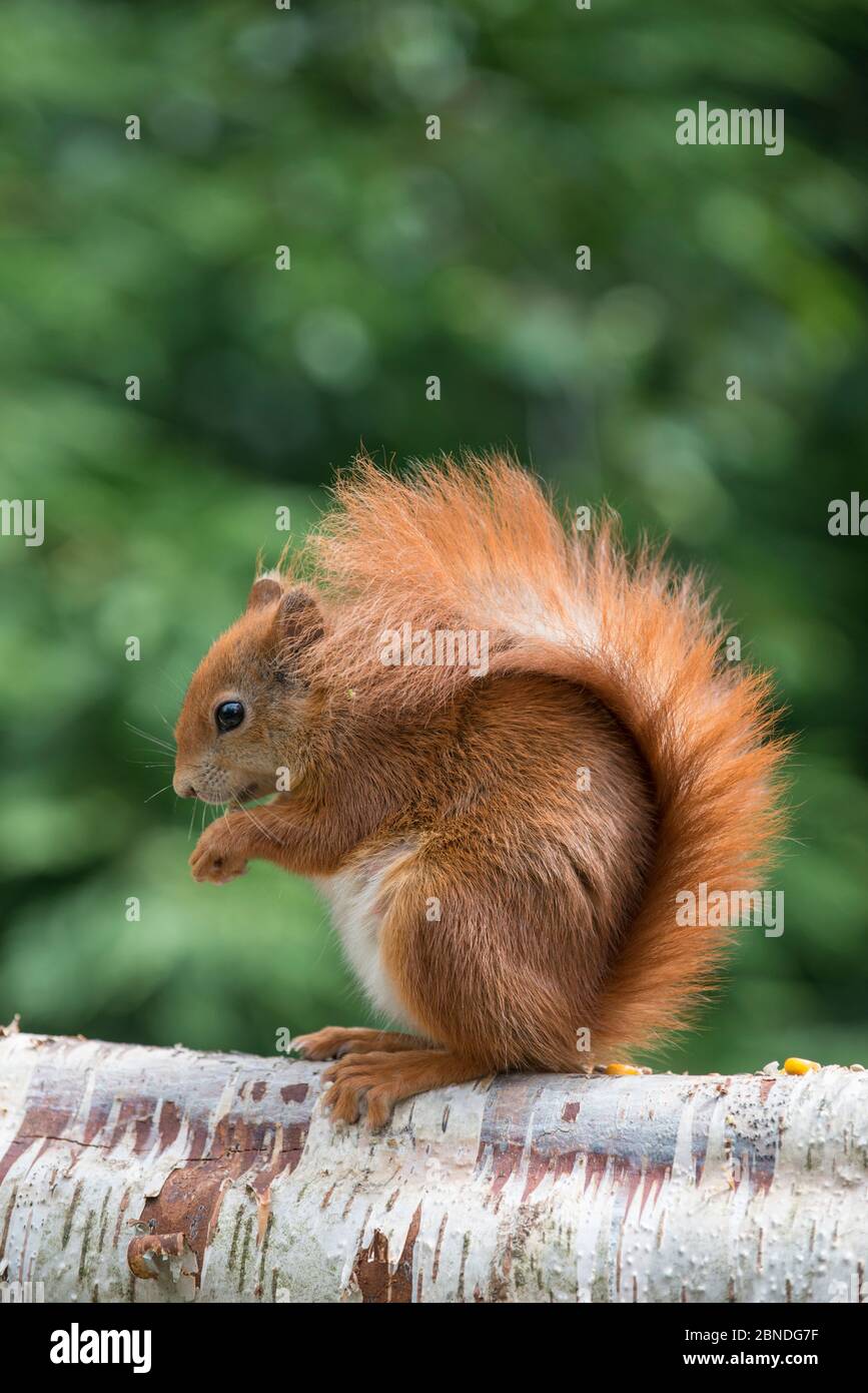 Rotes Eichhörnchen (Sciurus vulgaris) auf Ast, gefangen. Stockfoto