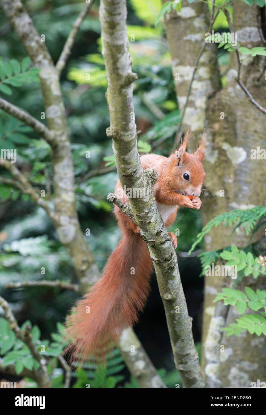 Rotes Eichhörnchen (Sciurus vulgaris) auf Ast, gefangen. Stockfoto