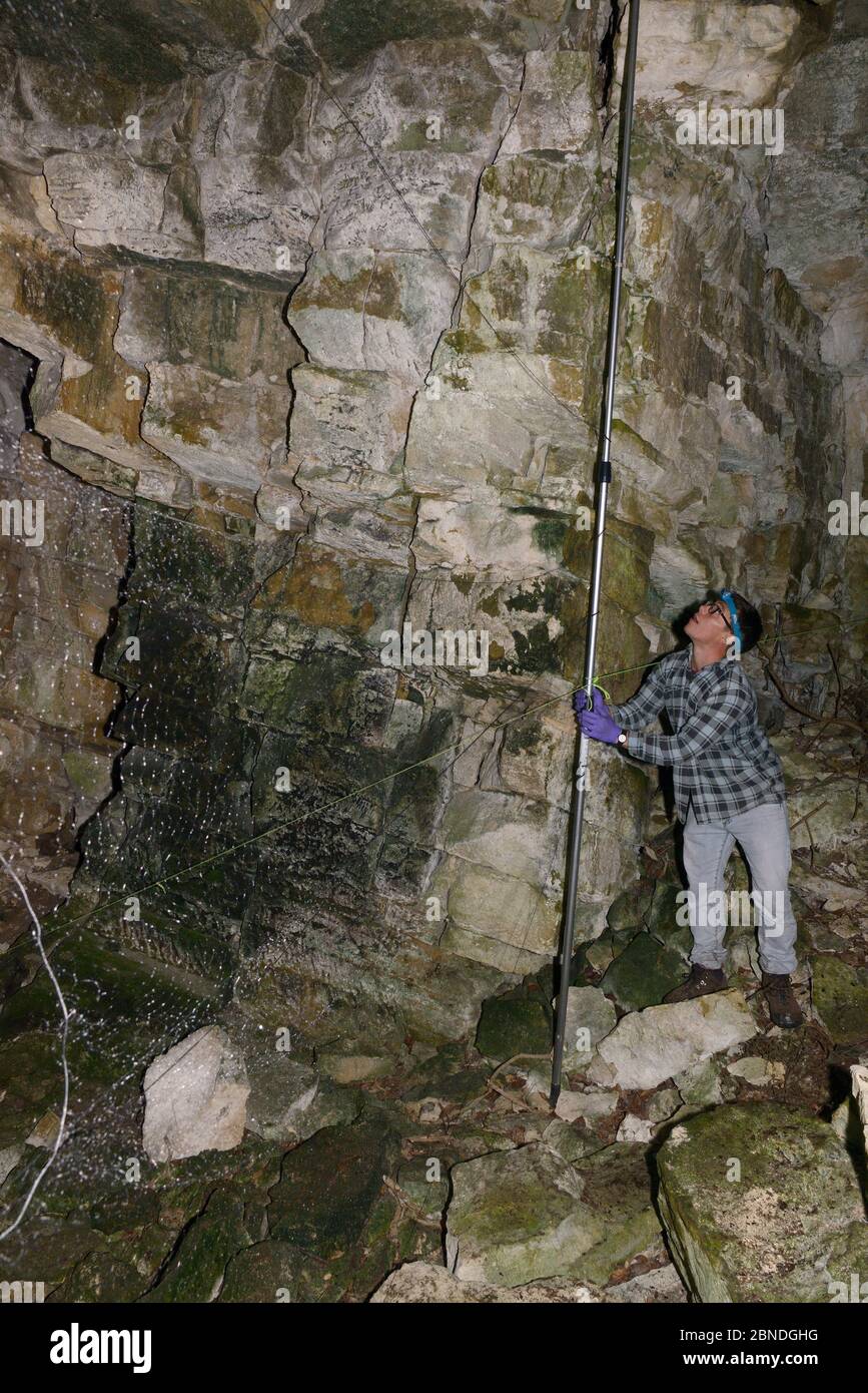 Nebelnetz wird über eine Höhle Eingang für Fledermäuse während einer herbstlichen schwärmen Umfrage von der Wiltshire bat Group, in der Nähe von Box, Wiltshire, Großbritannien, September Stockfoto