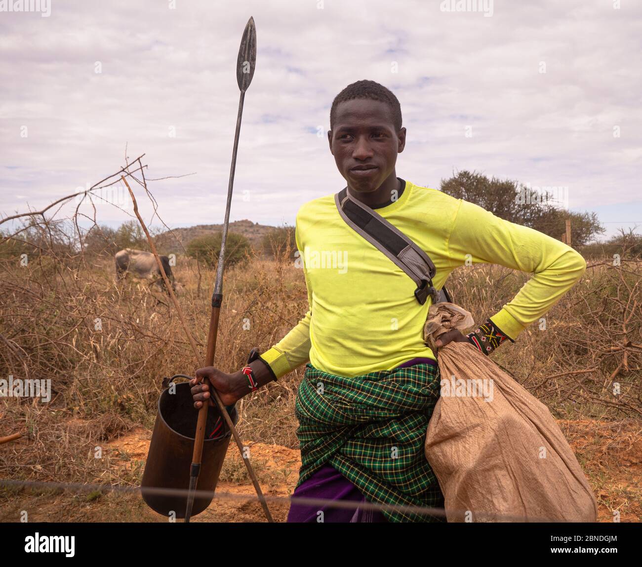 Maasai Krieger mit seinem Speer über seine Herde von Rindern Stockfoto