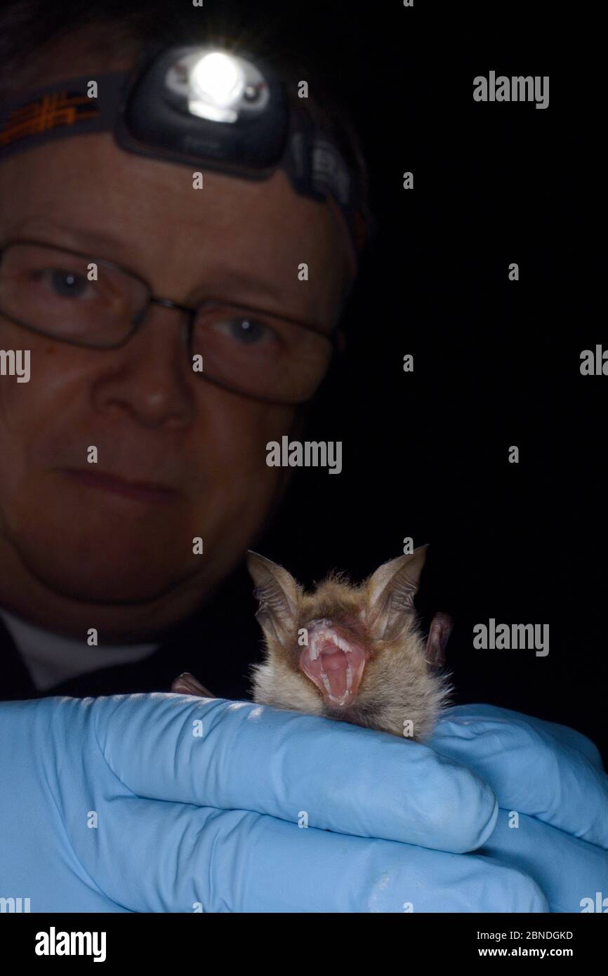 Bechstein-Fledermaus (Myotis bechsteinii), eine seltene, bedrohte Art von alten Wäldern in Großbritannien, während einer Herbstschwärmen Umfrage von der Wilde durchgeführt Stockfoto